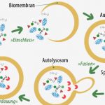 Prinzip der Autophagier (Entschlackungsprozess)